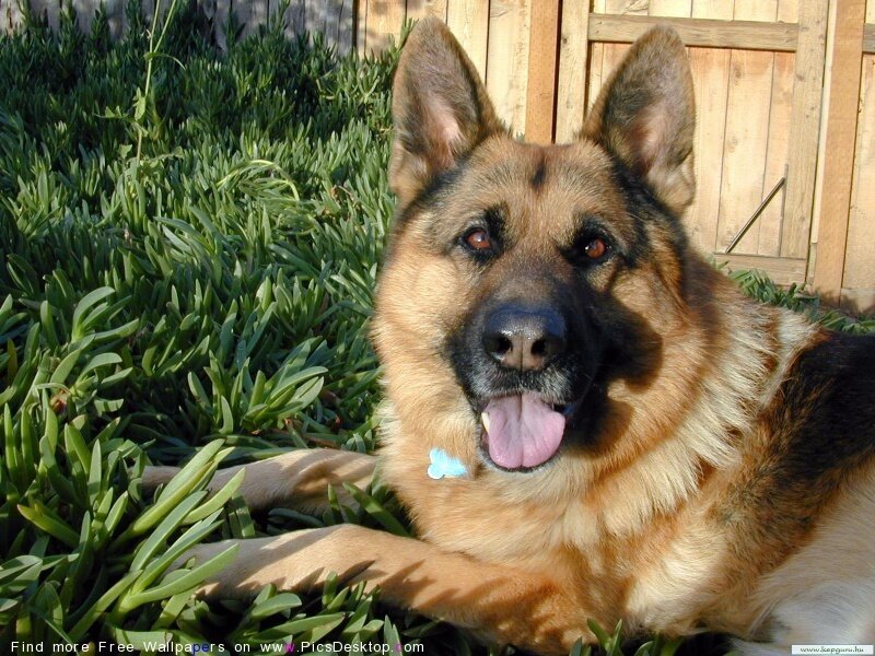 German Shepherd in the garden
