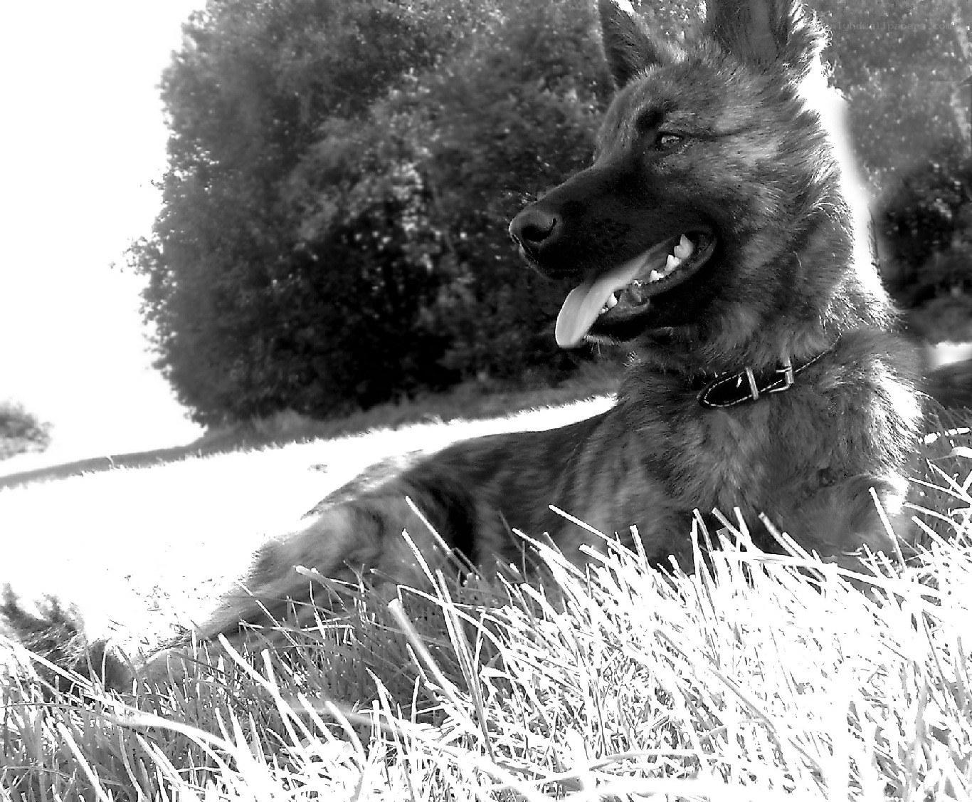 German Shepherd in the grass