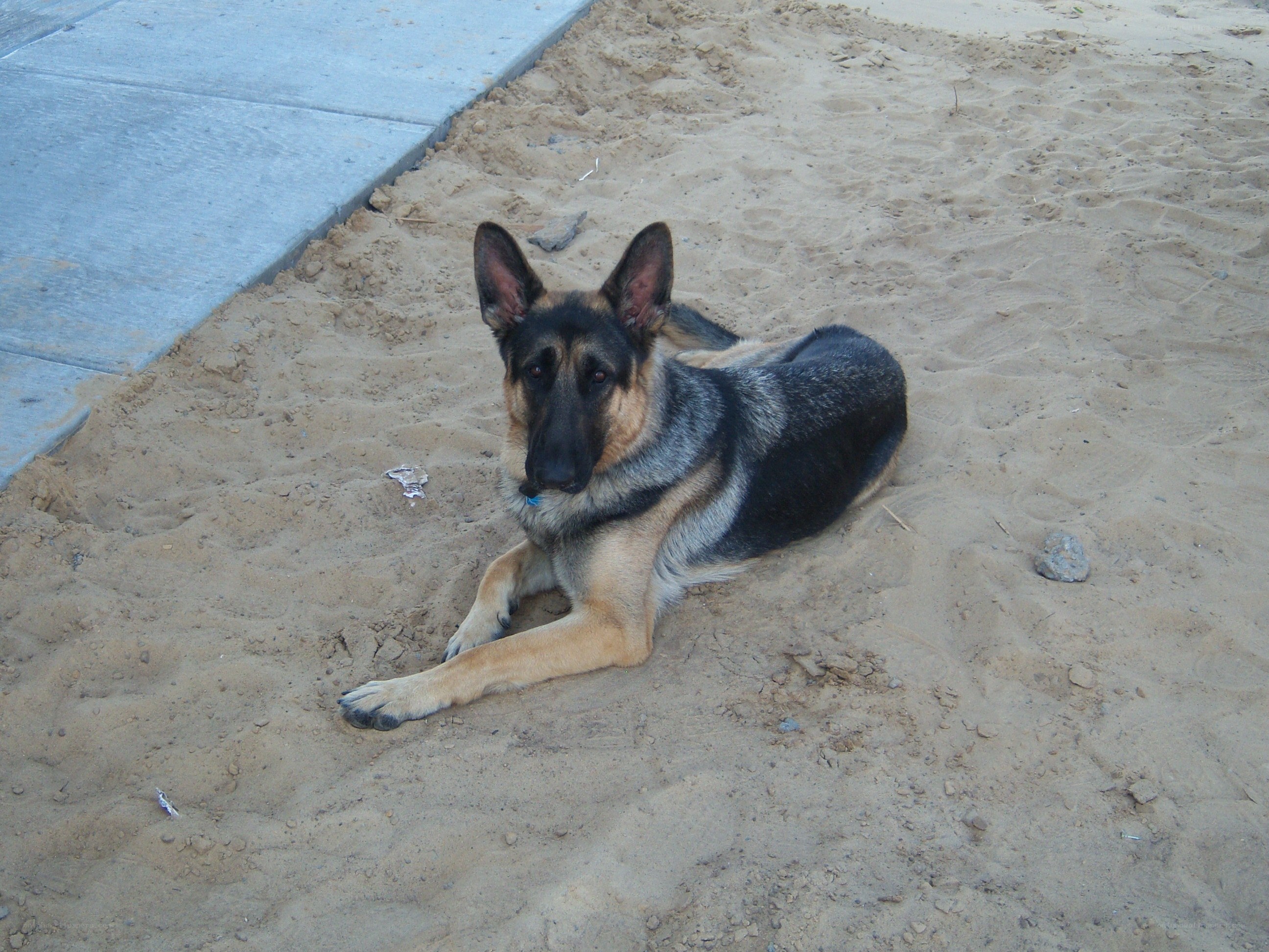 German Shepherd in the Sand