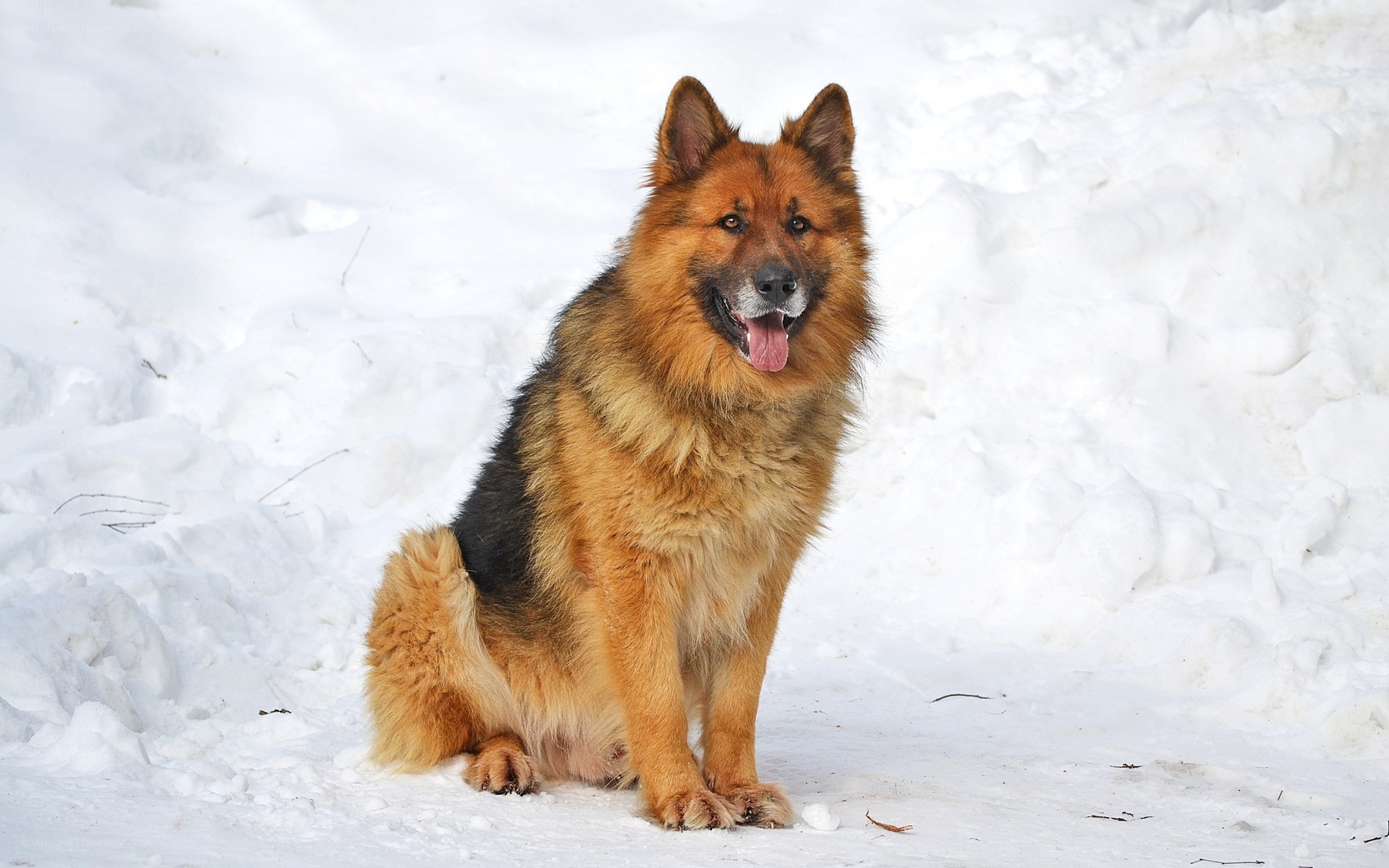 German Shepherd in the snow