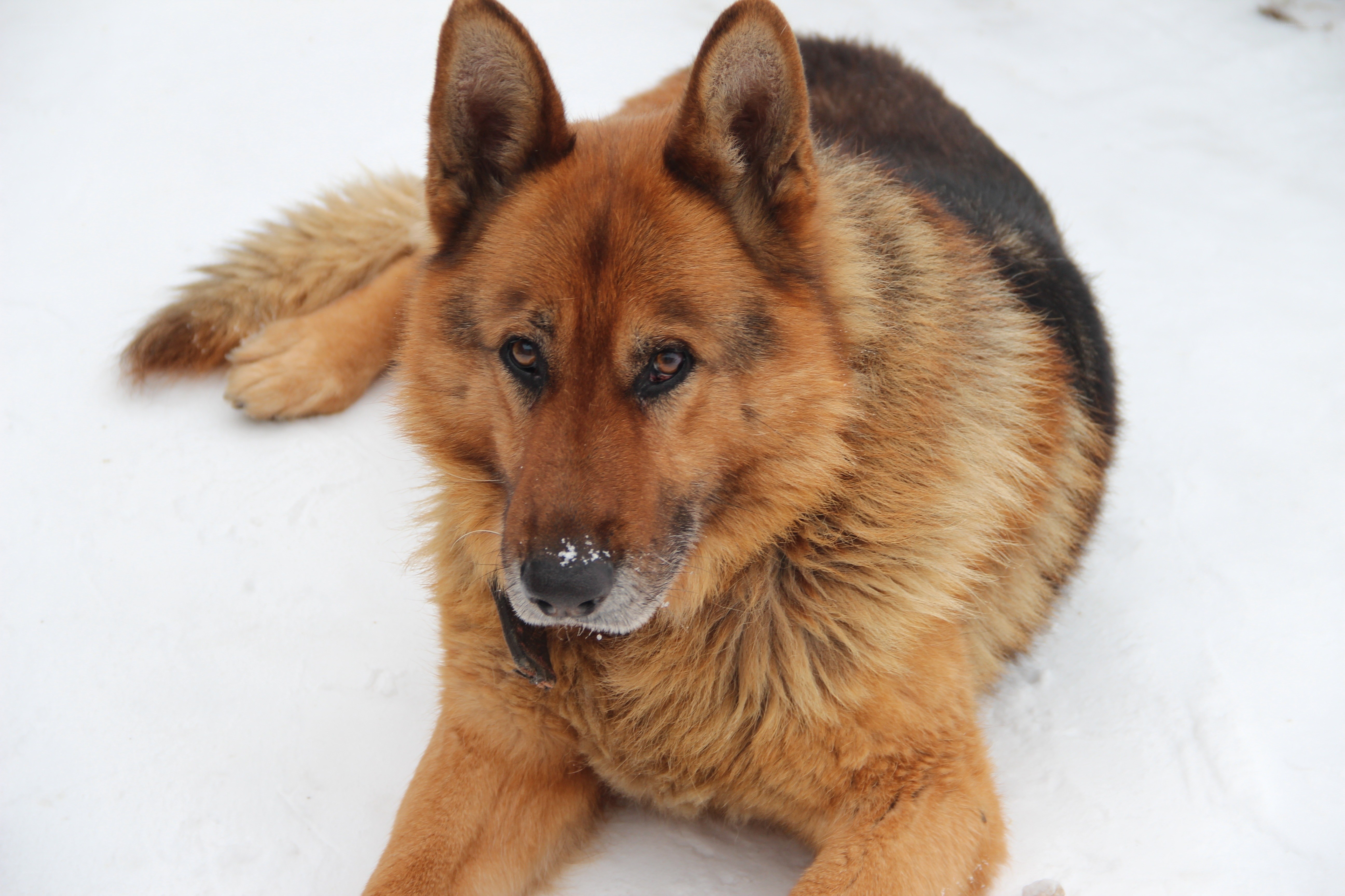 German Shepherd in the snow