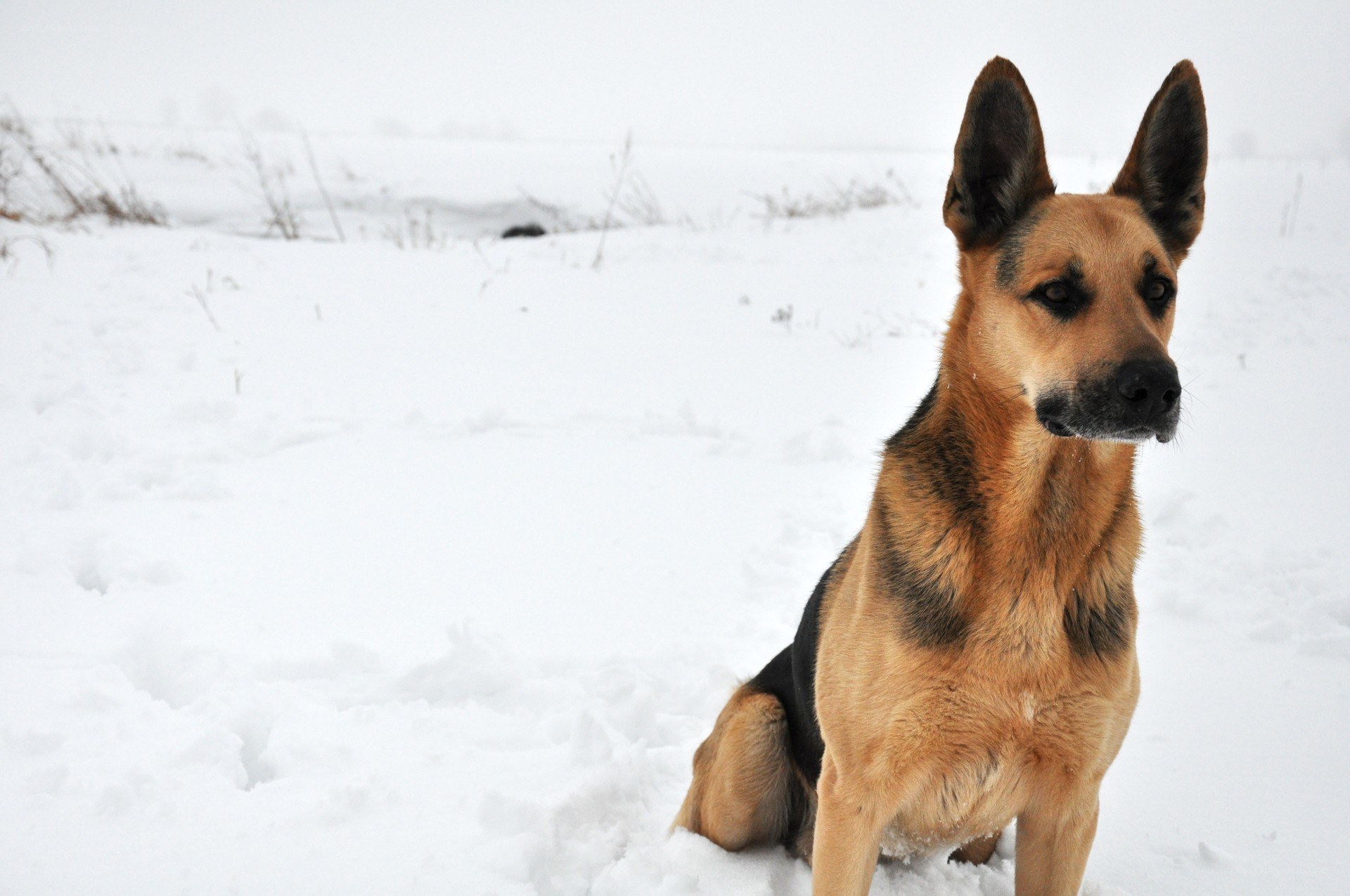German Shepherd in the Snow