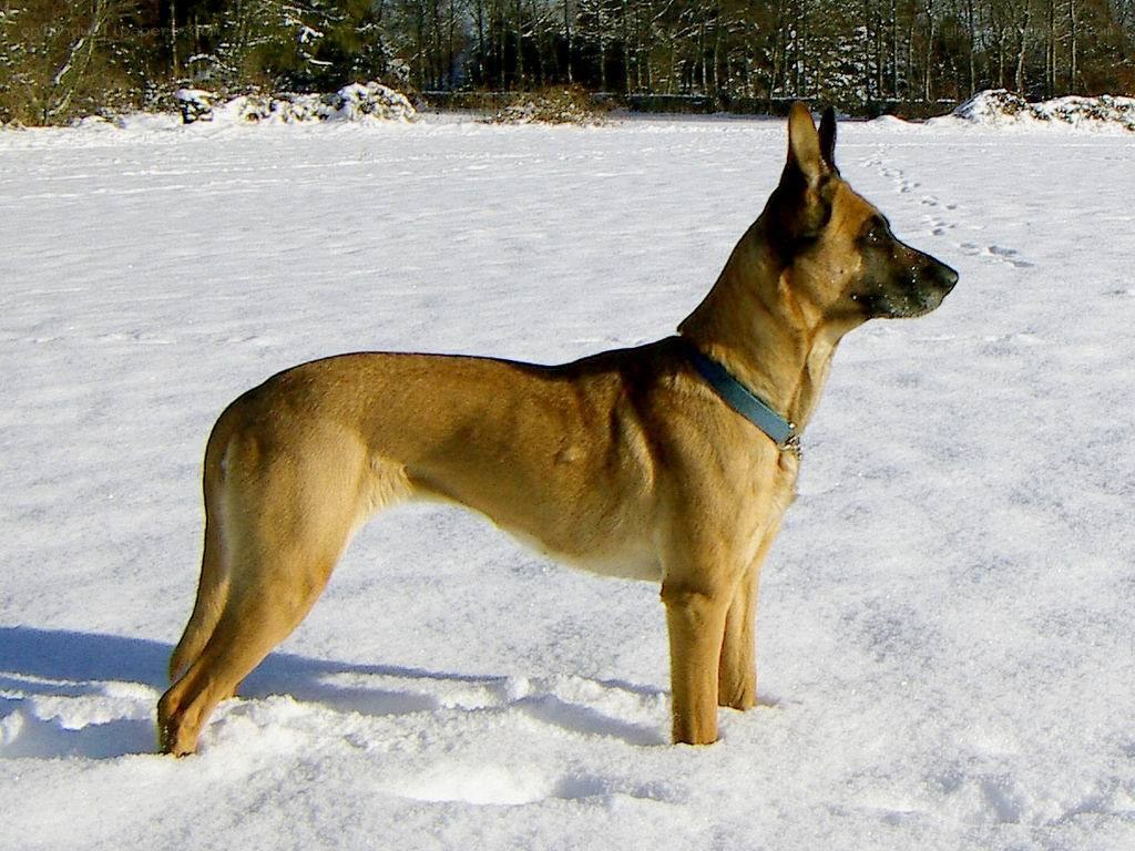 German Shepherd in the snow