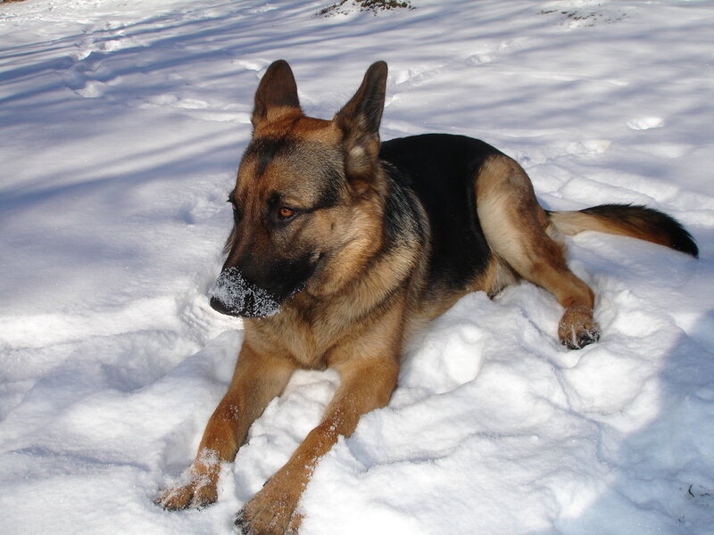 German Shepherd in the snow