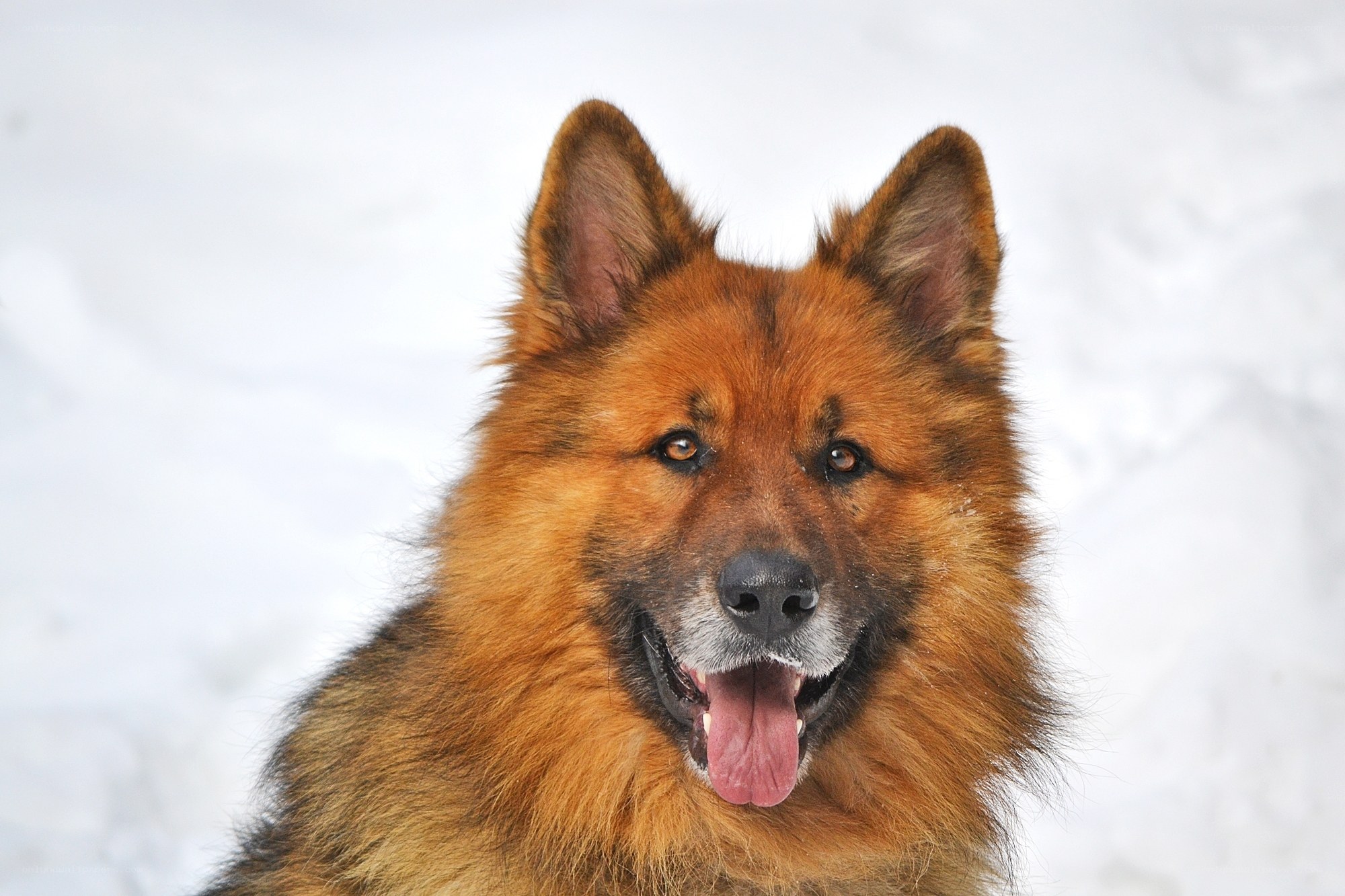 German Shepherd in the snow
