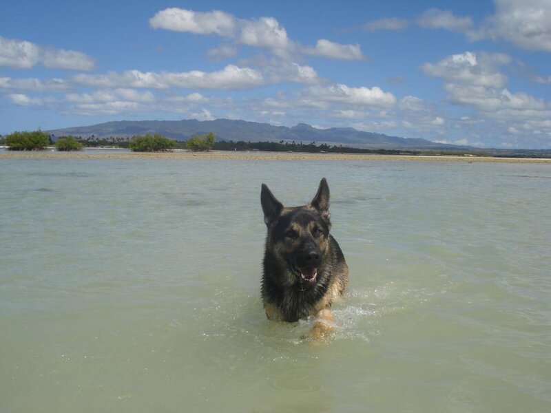 German Shepherd in Water — Blue