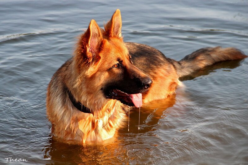 German Shepherd in Water — Brown, Calm