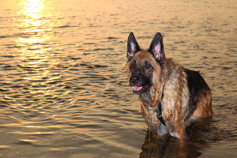 German Shepherd in Water — Brown, Serene