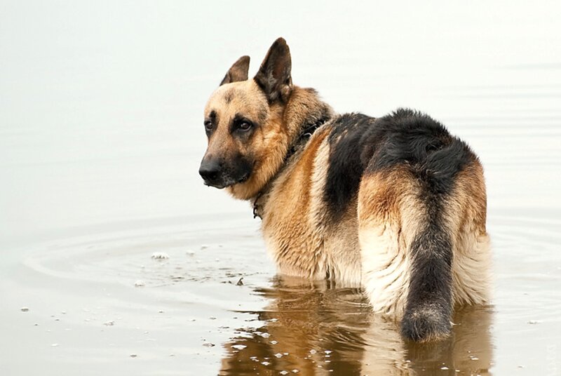 German Shepherd in Water — Brown