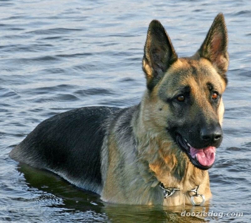 German Shepherd in Water
