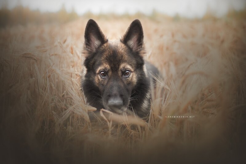 German Shepherd in Wheat Field