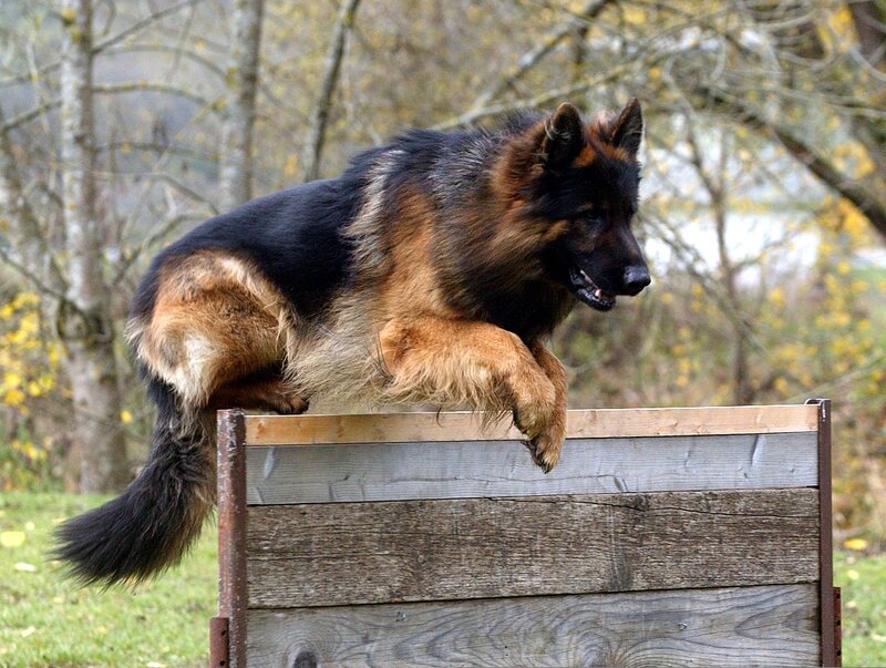 German Shepherd Jumping — Black