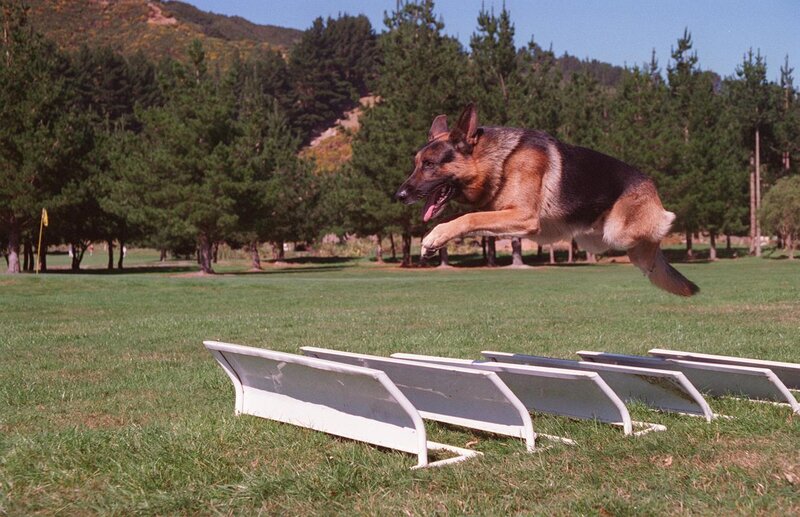 German Shepherd jumping over hurdles