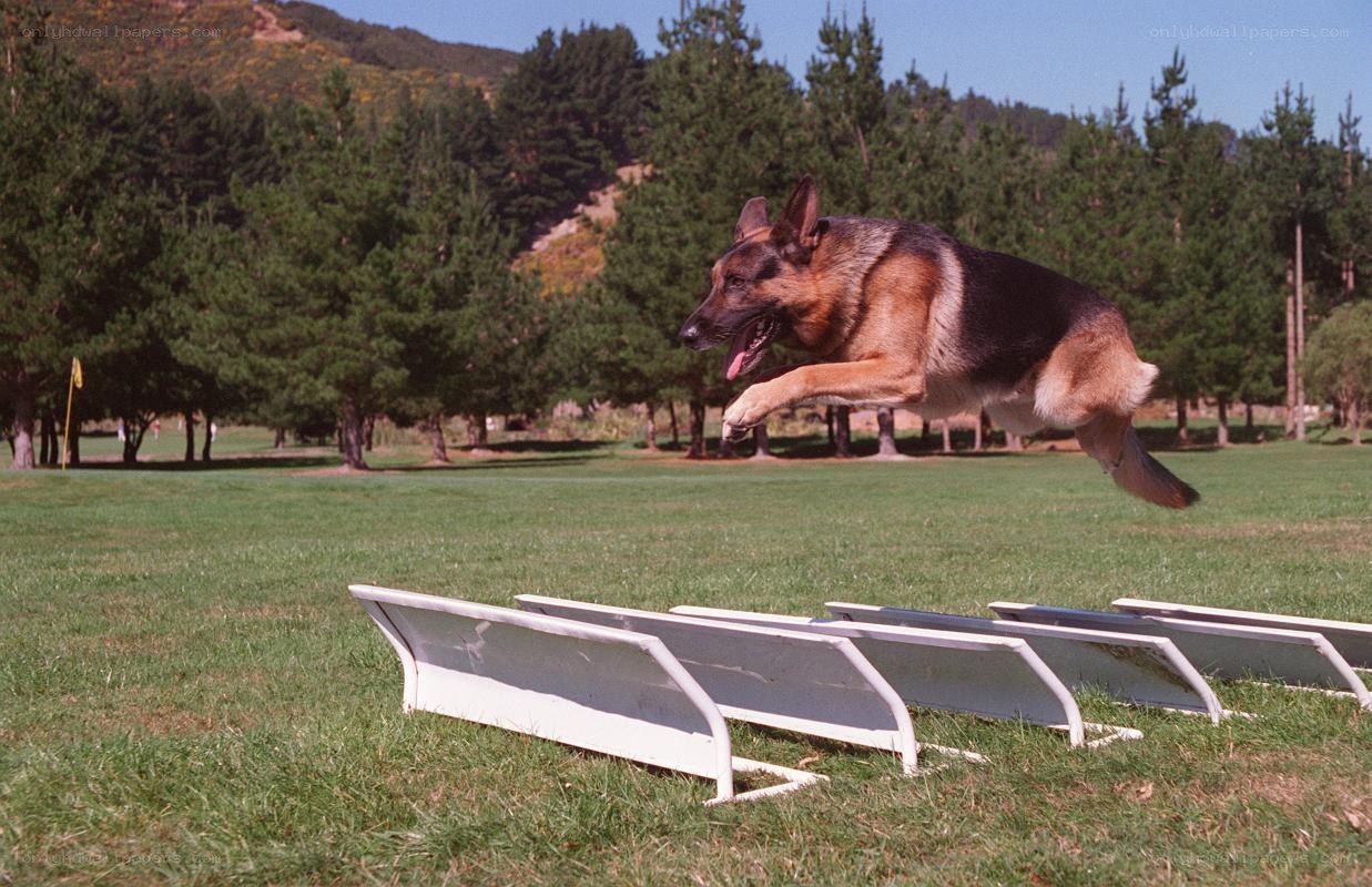 German Shepherd jumping over hurdles