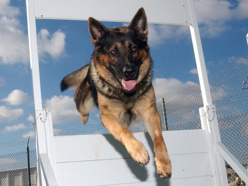 German Shepherd jumping over obstacle