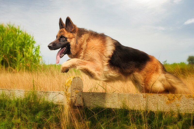 German Shepherd Jumping