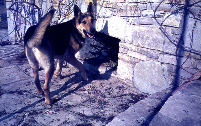German Shepherd near stone wall