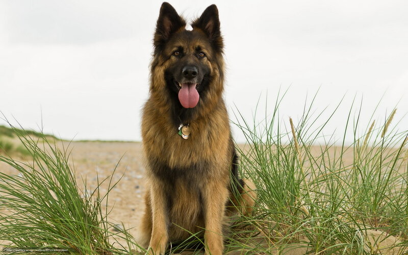 German Shepherd on a beach