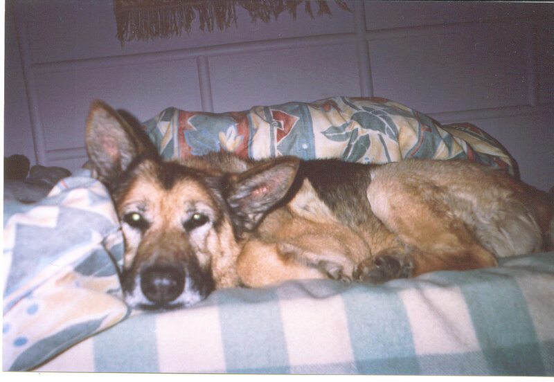 German Shepherd on a bed