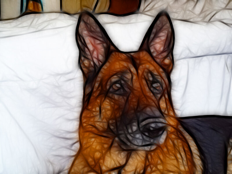 German Shepherd on a Bed