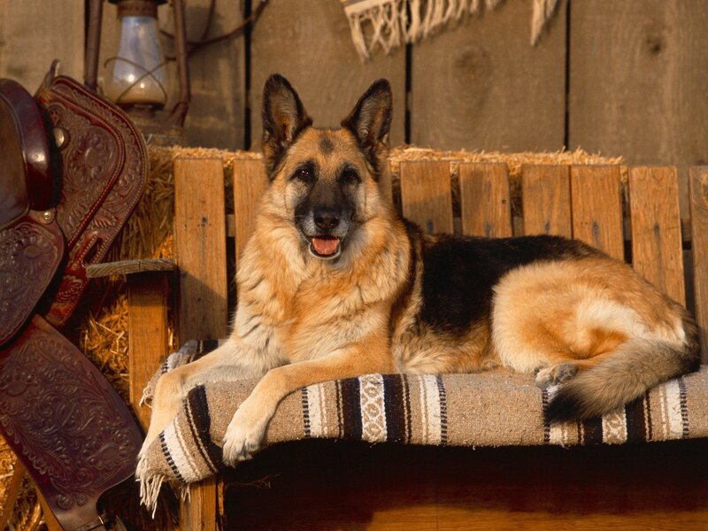 German Shepherd on a Bench