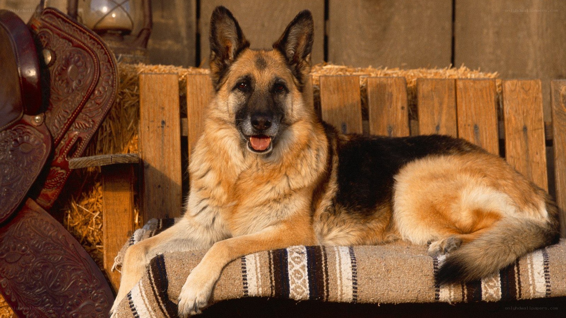 German Shepherd on a bench