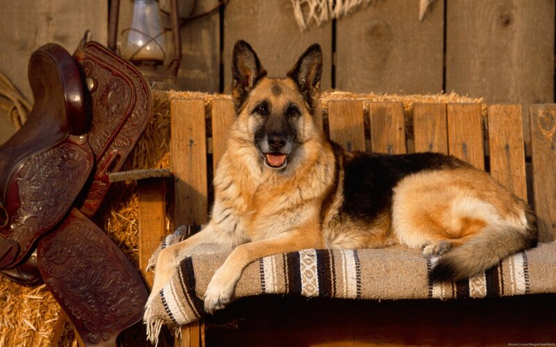 German Shepherd on a Bench
