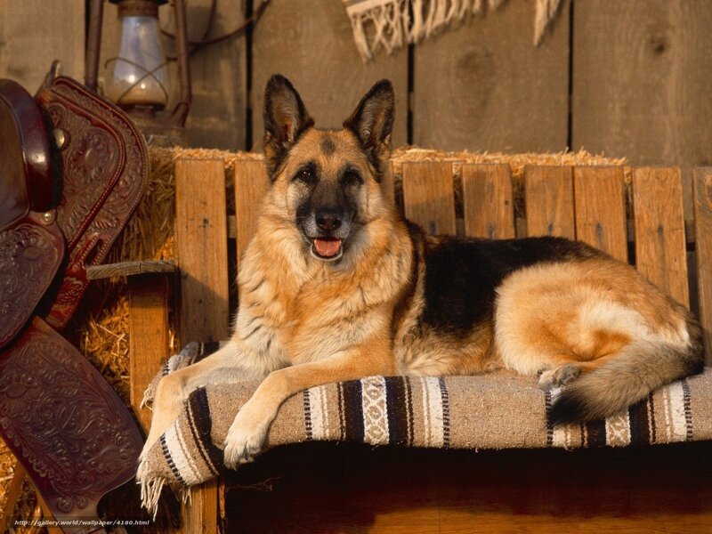 German Shepherd on a Bench