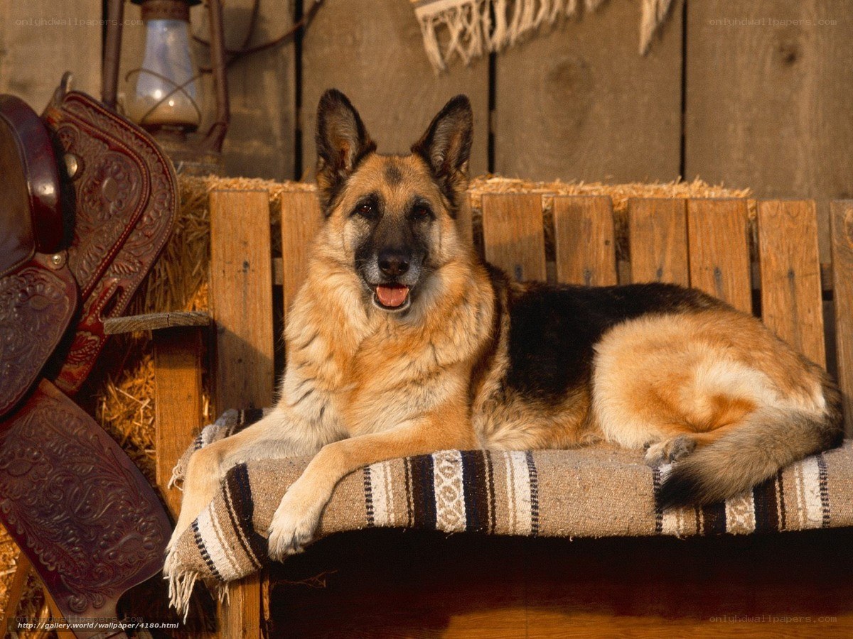 German Shepherd on a Bench