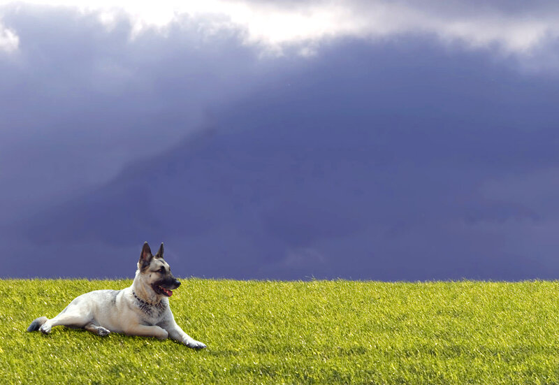 German Shepherd on a grassy hill