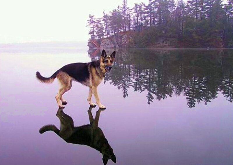 German Shepherd on a lake
