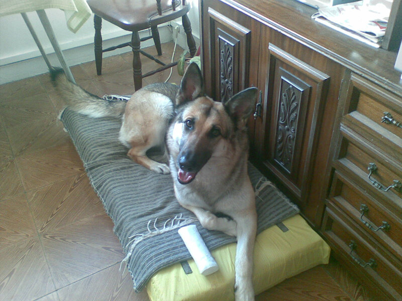 German Shepherd on a mat