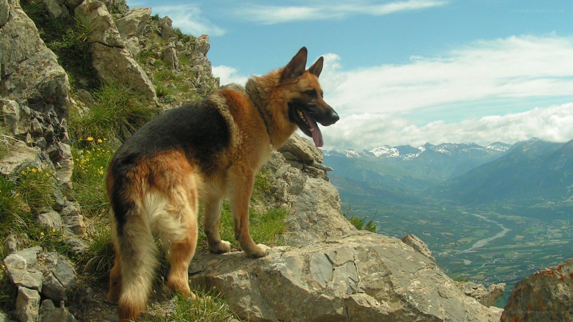 German Shepherd on a mountain peak