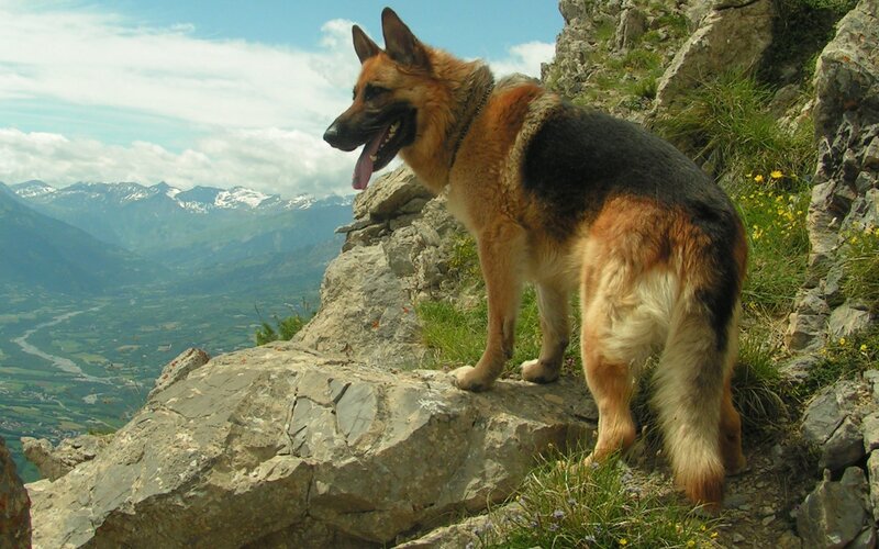 German Shepherd on a mountain