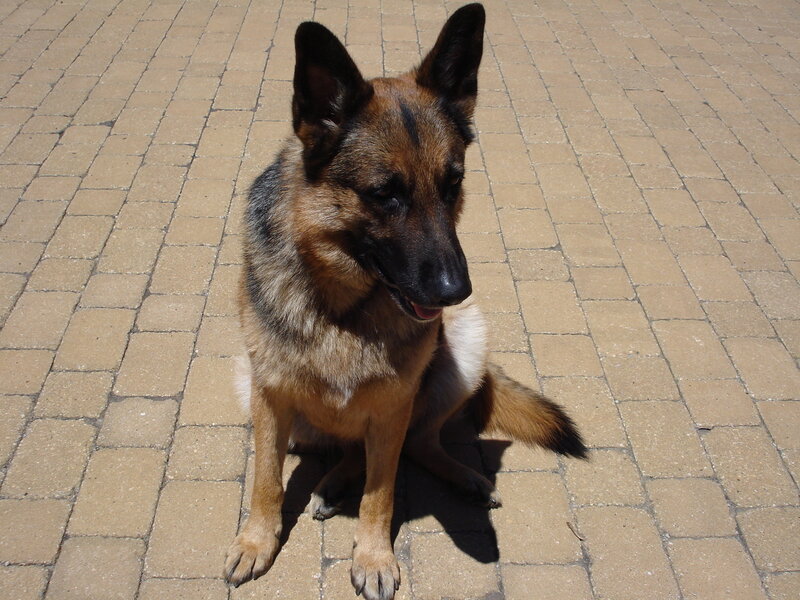 German Shepherd on a patio