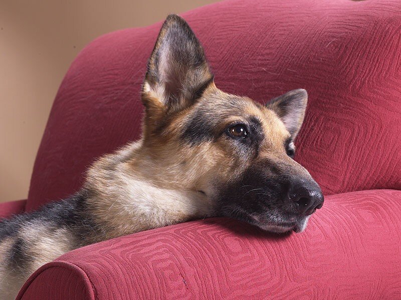 German Shepherd on a red chair