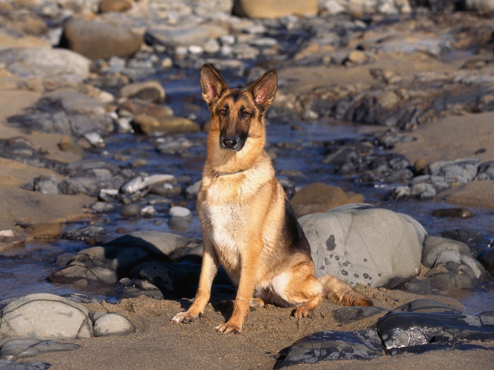 German Shepherd on a rocky beach