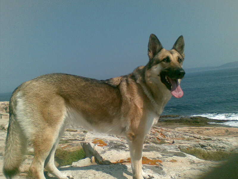 German Shepherd on a rocky shore