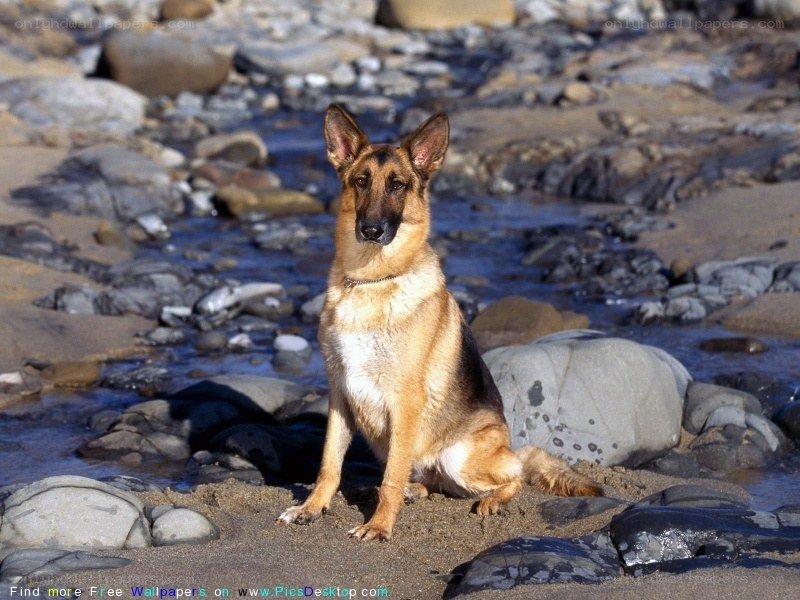 German Shepherd on a rocky shore