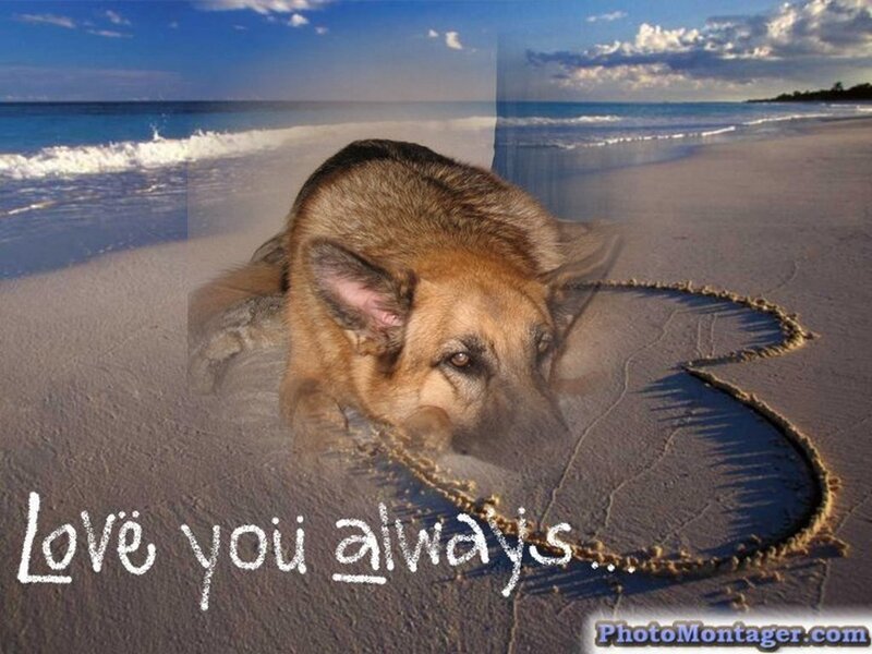 German Shepherd on Beach