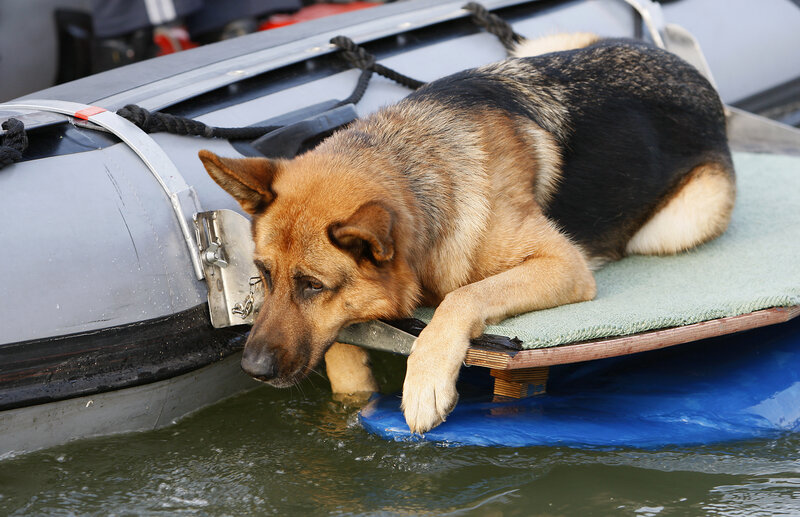 German Shepherd on Boat