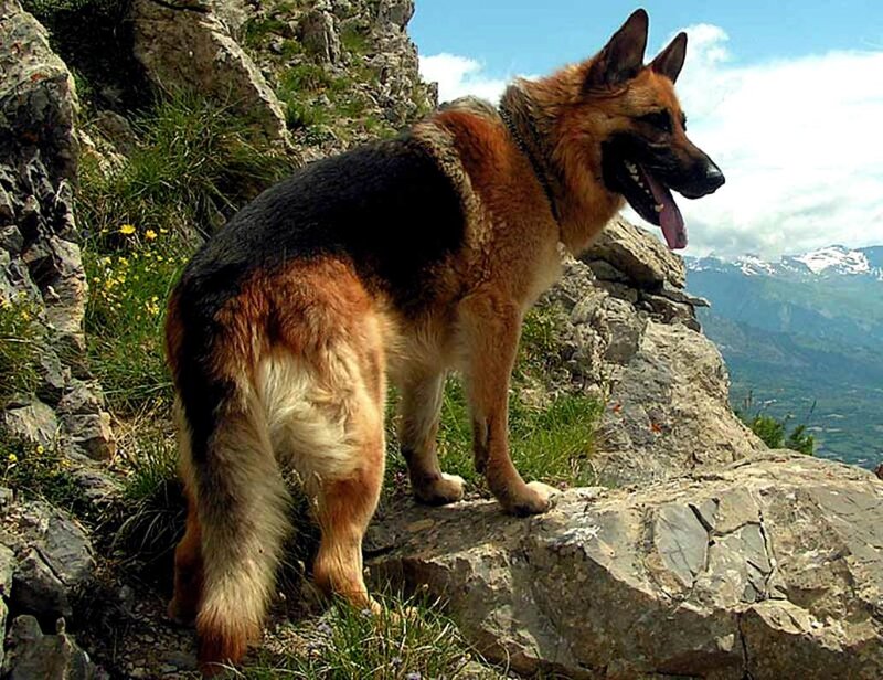 German Shepherd on Cliff — Brown