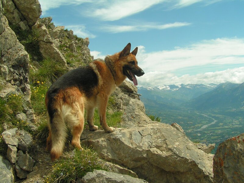 German Shepherd on Cliff