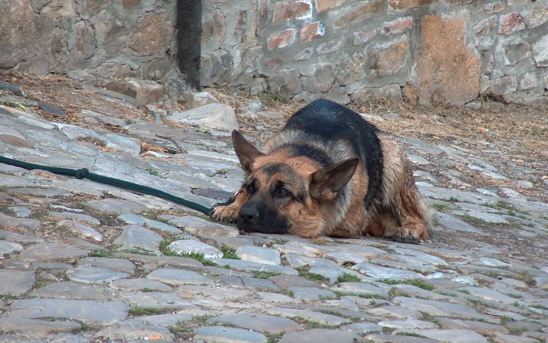 German Shepherd on cobblestones