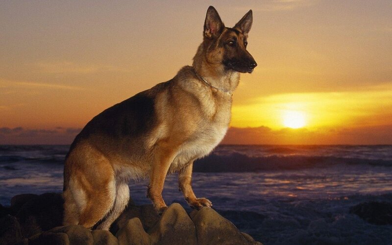 German Shepherd on Rocks