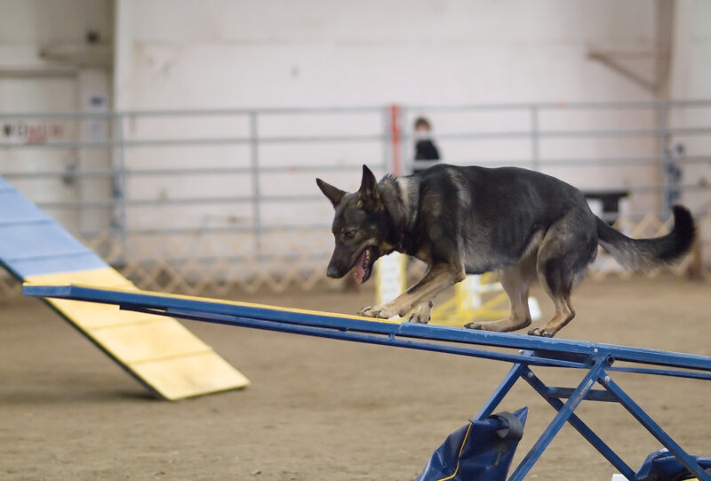 German Shepherd on Seesaw