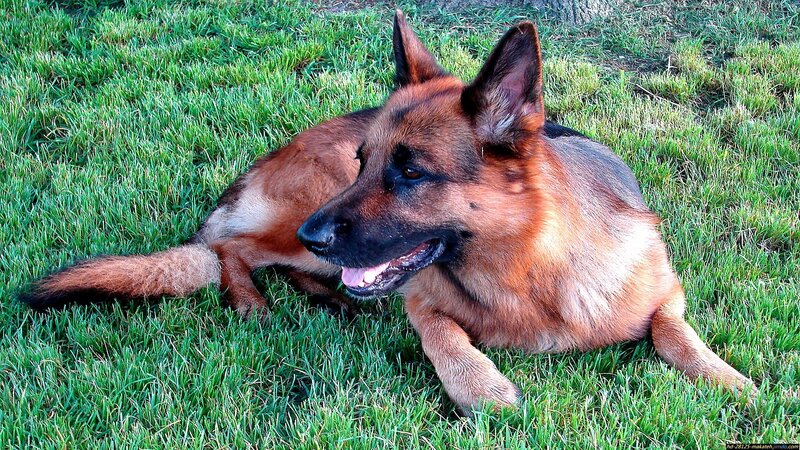 German Shepherd on the grass