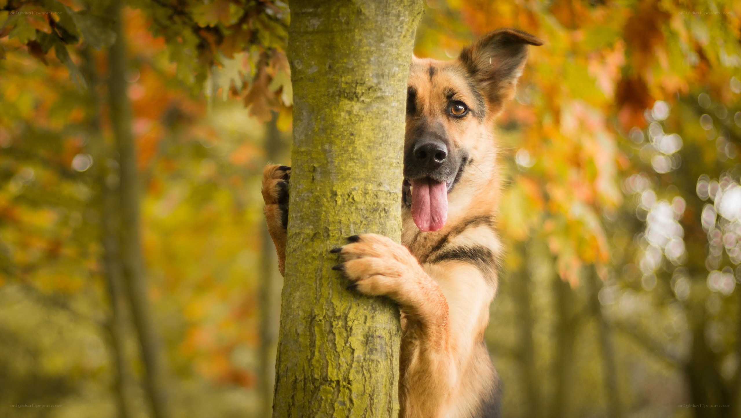 German Shepherd peeking from tree