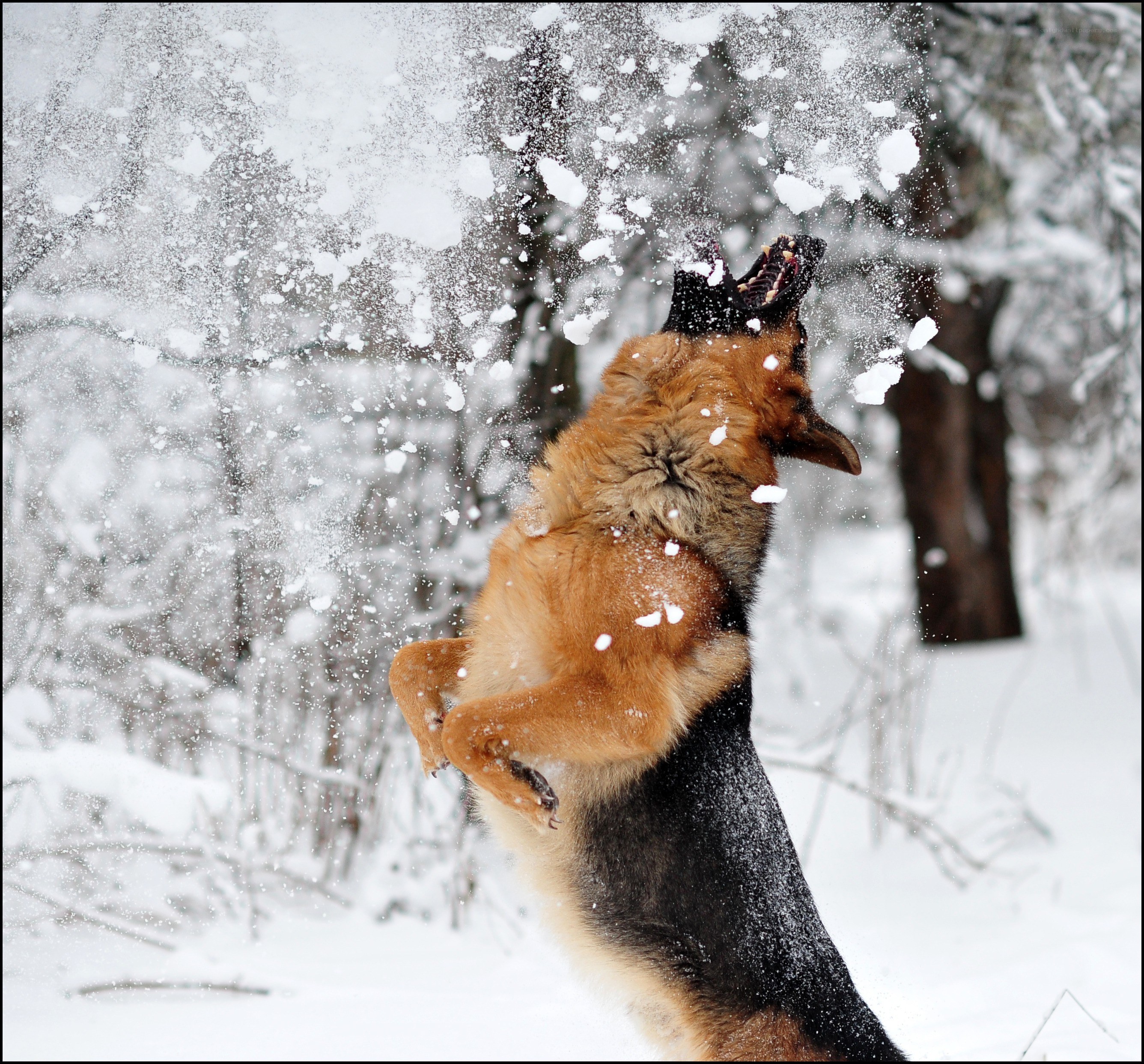 German Shepherd playing in snow