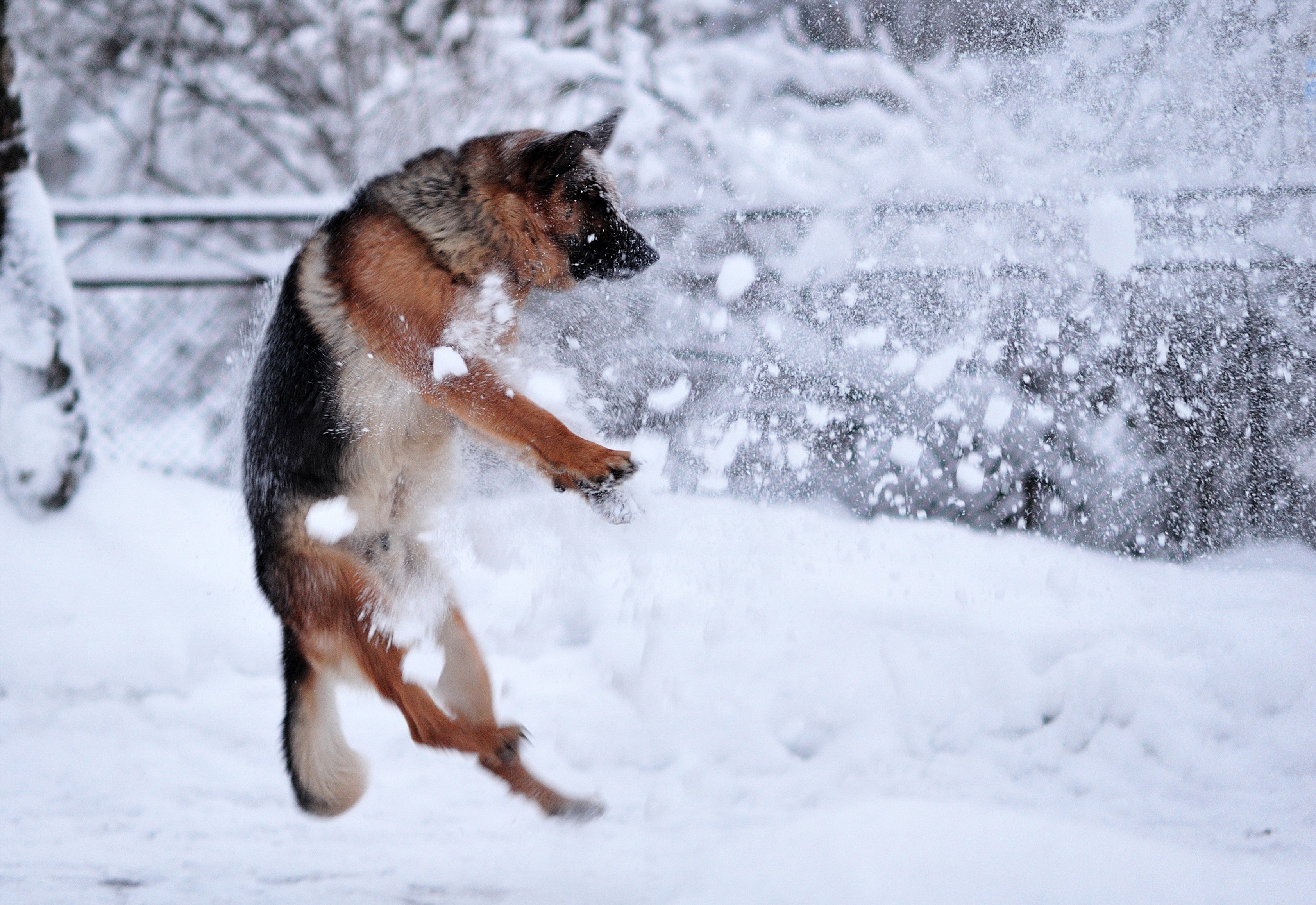 German Shepherd playing in snow